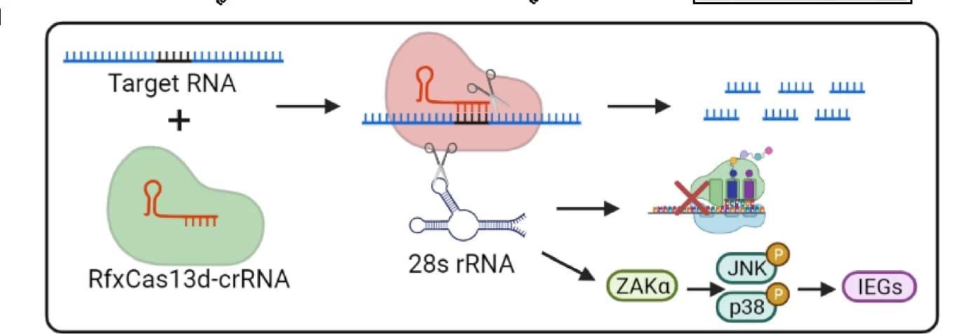 Open access visualization of Workflow, Illustration, RfxCas13d, 28s rRNA, ZAKα
