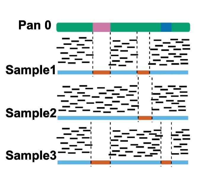 Open access visualization of Illustration, Translocation Genotyping, Novel Insertion Alignment, BLAST, Read Mapping
