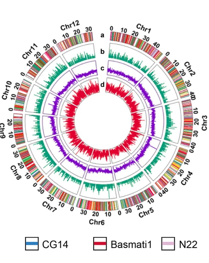 Open access visualization of Line Plot, Bar Plot, Rice Pangenome, Genes, PAVs
