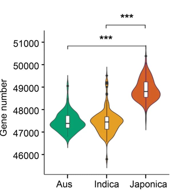 Open access visualization of Violin Plot, Gene Abundance, Aus, Indica, Japonica