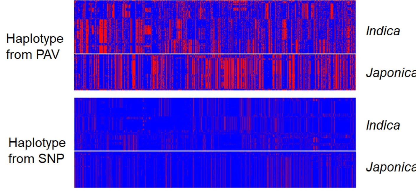 Open access visualization of Heatmap, Haplotype Landscape, PAVs, SNPs, Chromosome 8