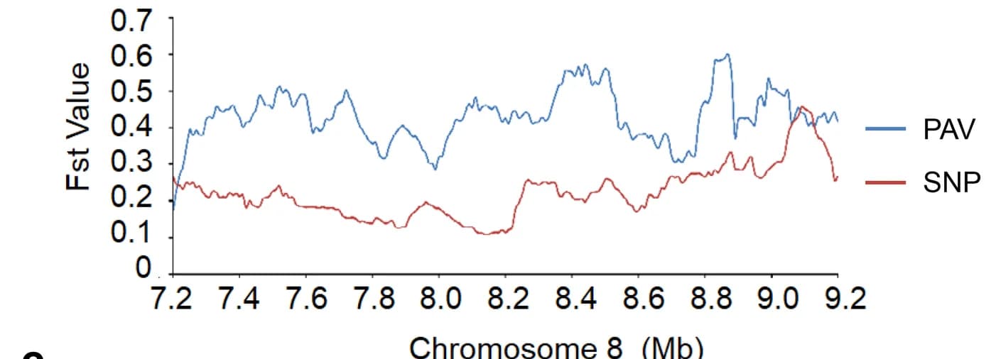 Open access visualization of Line Plot, Fst, PAVs, SNPs, Chromosome 8