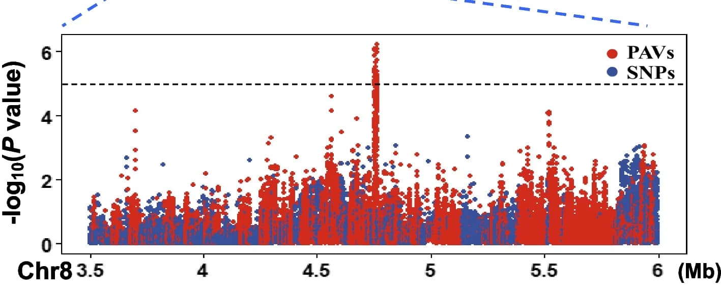 Open access visualization of Scatter Plot, Manhattan Plot, SNP-GWAS, PAV-GWAS, Chromosome 8