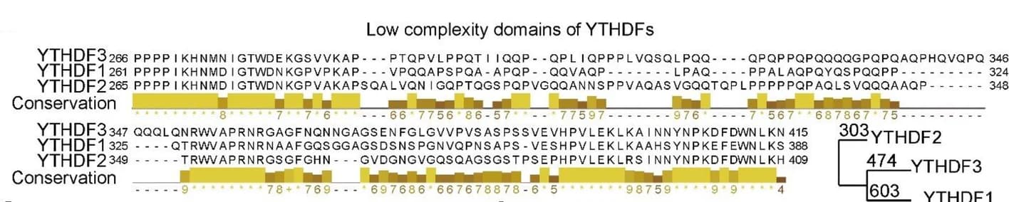 Open access visualization of Bar Plot, Histogram, Sequence alignment, YTHDF proteins, Low complexity domain