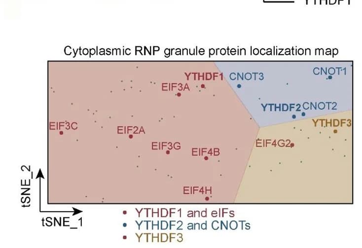 Open access visualization of Scatter Plot, UMAP, Cytoplasmic RNP granule, Protein localization map, t-distributed stochastic neighbor embedding