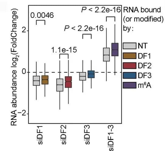 Open access visualization of Box Plot, RNA abundance, YTHDFs, HeLa Cells, Knockdown