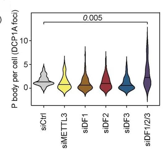 Open access visualization of Violin Plot, Fluorescence Microscopy, P-body, YTHDFs, HeLa Cells
