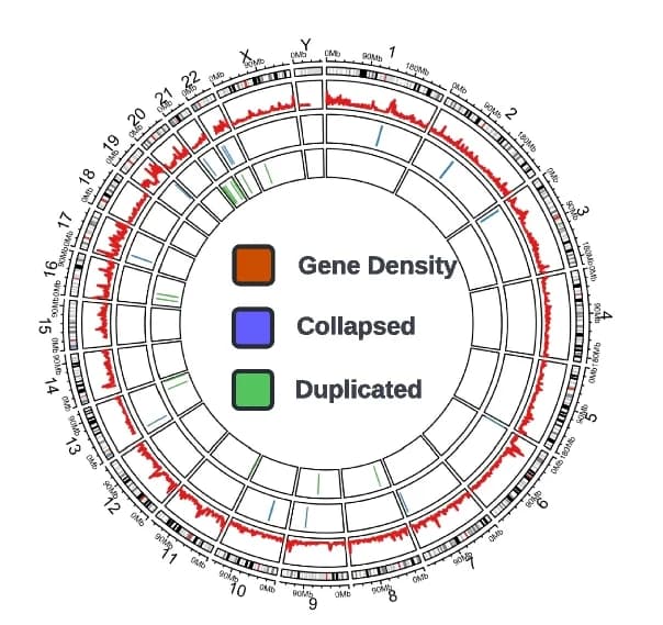 Open access visualization of Line Plot, Duplicated Regions, Protein-Coding Genes, Pseudogenes, Collapsed Regions