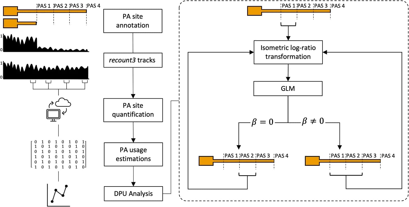 Open access visualization of Workflow, Flowchart, REPAC, Differential Polyadenylation, PAS