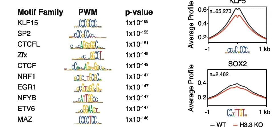 Open access visualization of Line Plot, TF Families, Promoters, ESCs, Motifs
