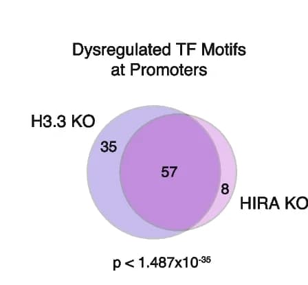 Open access visualization of Venn Diagram, TF Motifs, Promoters, ESCs, Manhattan score
