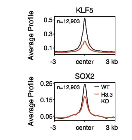 Open access visualization of Line Plot, CUT&Tag, KLF5, SOX2, Promoters