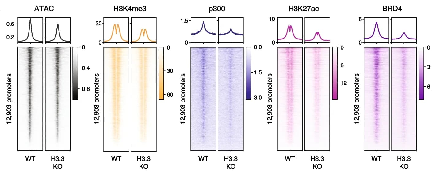 Open access visualization of Heatmap, Density Plot, Line Plot, ATAC-seq, H3K4me3
