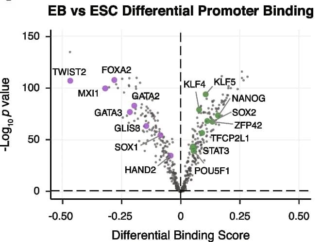 Open access visualization of Volcano Plot, Scatter Plot, Transcription Factor, ESCs, Embryoid Bodies