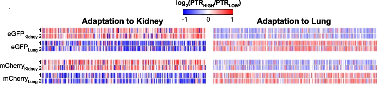 Open access visualization of Heatmap, eGFP, mCherry, Lung, Kidney
