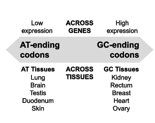 Open access visualization of Workflow, Flowchart, Illustration, Gene Codon Usage, Gene Expression