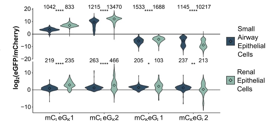 Open access visualization of Violin Plot, eGFP, mCherry, Primary Cells, Flow Cytometry