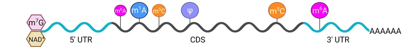 Open access visualization of Illustration, RNA modification, Transcript, mRNA, N7-methylguanosine