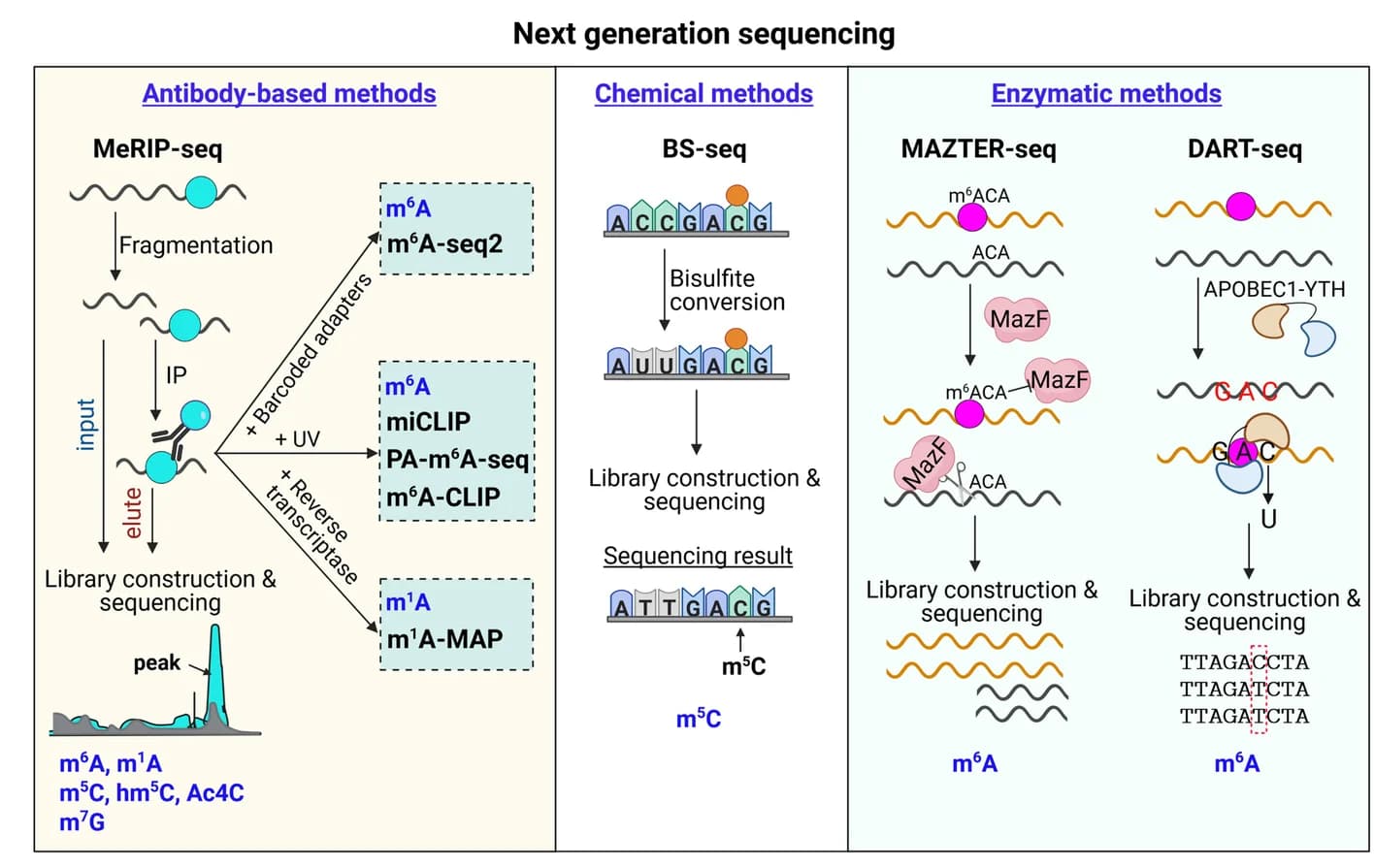 Open access visualization of Workflow, Illustration, RNA modification, Next generation sequencing, Antibody-based approach