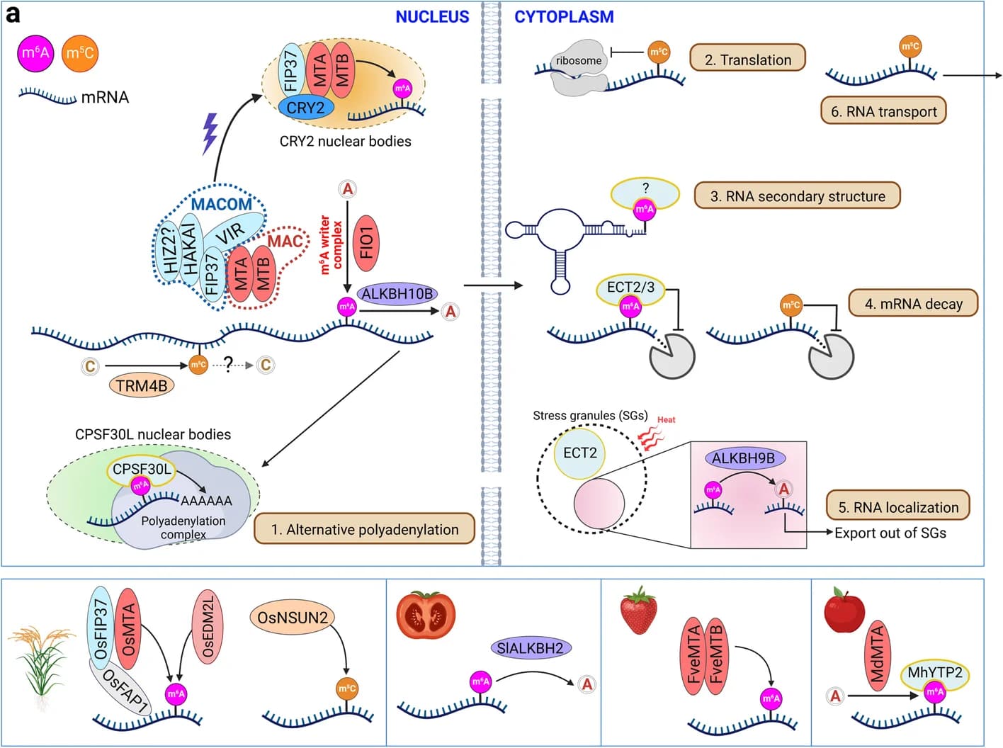 Open access visualization of Workflow, Illustration, m6A, m5C, Effector Proteins