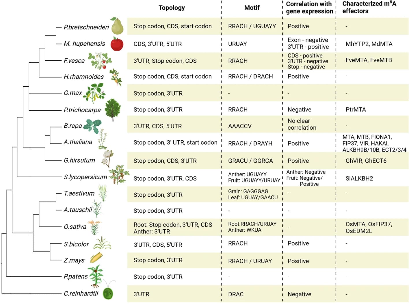 Open access visualization of Workflow, Table Image, m6A methylation, Plant species, Gene expression
