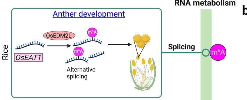 Open access visualization of Workflow, Illustration, m6A modification, Alternative splicing, Rice anther development