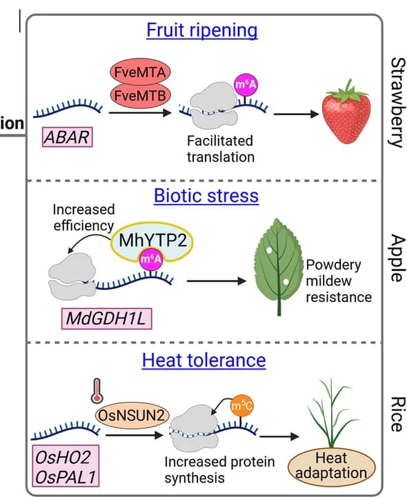 Open access visualization of Workflow, Illustration, m6A modification, Protein translation, Strawberry fruit ripening
