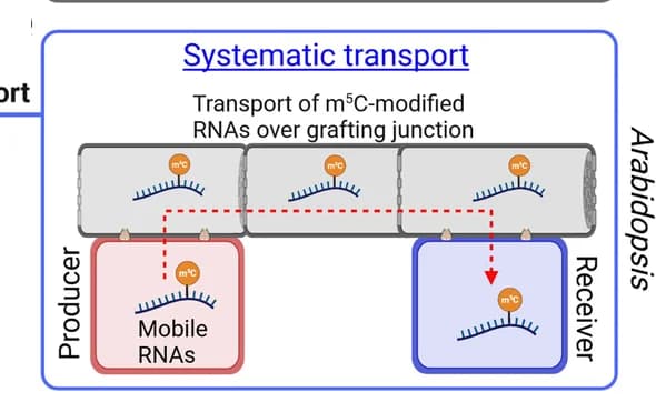 Open access visualization of Workflow, Illustration, m5C modification, RNA transport, Arabidopsis