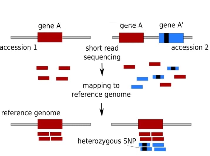 Open access visualization of Workflow, Illustration, Duplication, SNPs, Reference Genome