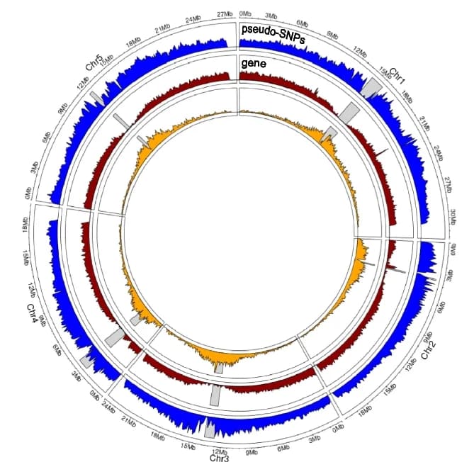 Open access visualization of Line Plot, Density Plot, Transposons, Genes, Heterozygous SNPs