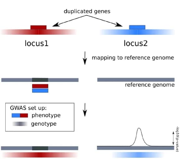 Open access visualization of Workflow, GWAS, Gene Duplication, Linkage Disequilibrium, Heterozygosity