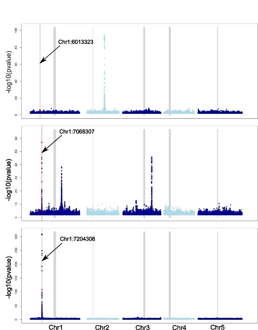 Open access visualization of Manhattan Plot, GWAS, Gene Duplication, Pseudo-SNP, Centromeres