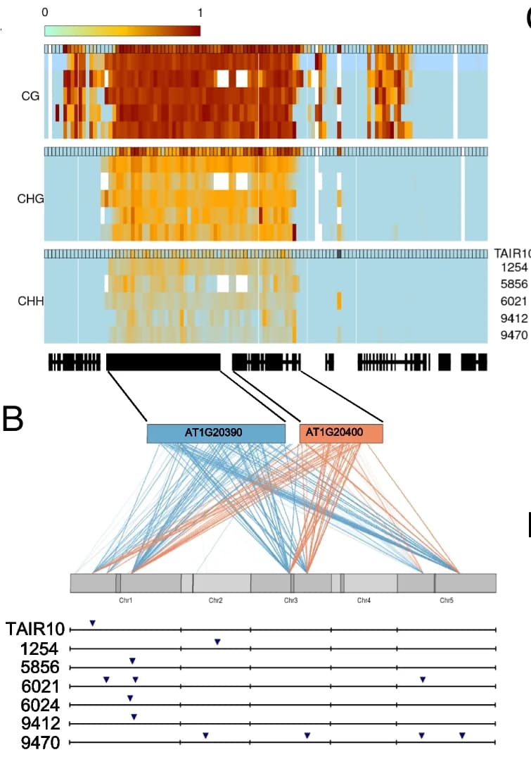 Open access visualization of Heatmap, Network, Pathway, Methylation levels, AT1G20390