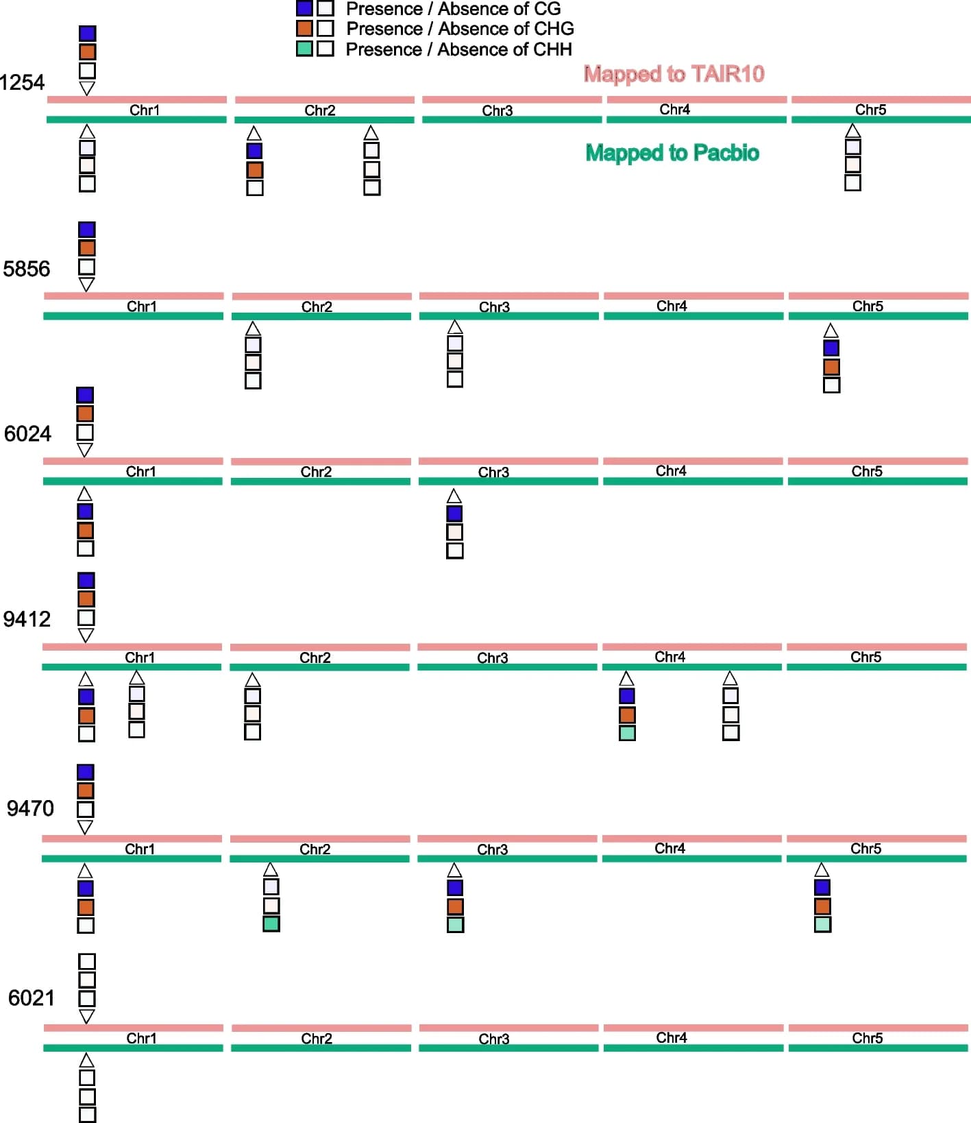 Open access visualization of Illustration, Methylation Status, Reference Genome, Chromosomes