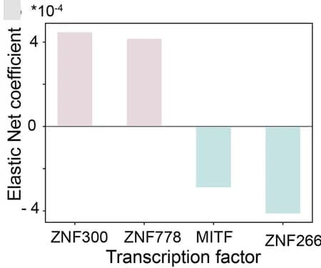Open access visualization of Bar Plot, Elastic Net Regression, Regorafenib, Cell Viability, TF Targeting Scores