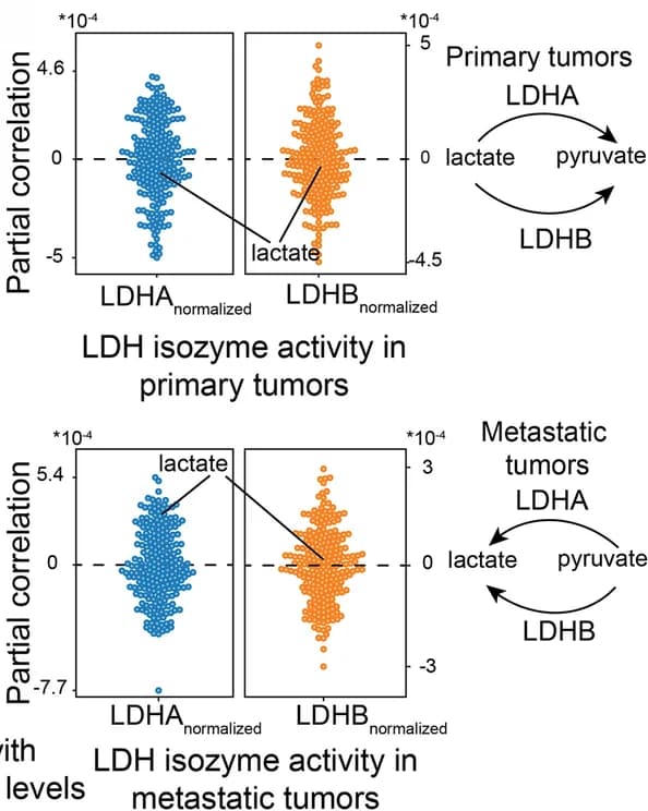 Open access visualization of Scatter Plot, Pathway, LDH Isozyme Levels, Lactate, Cell Lines