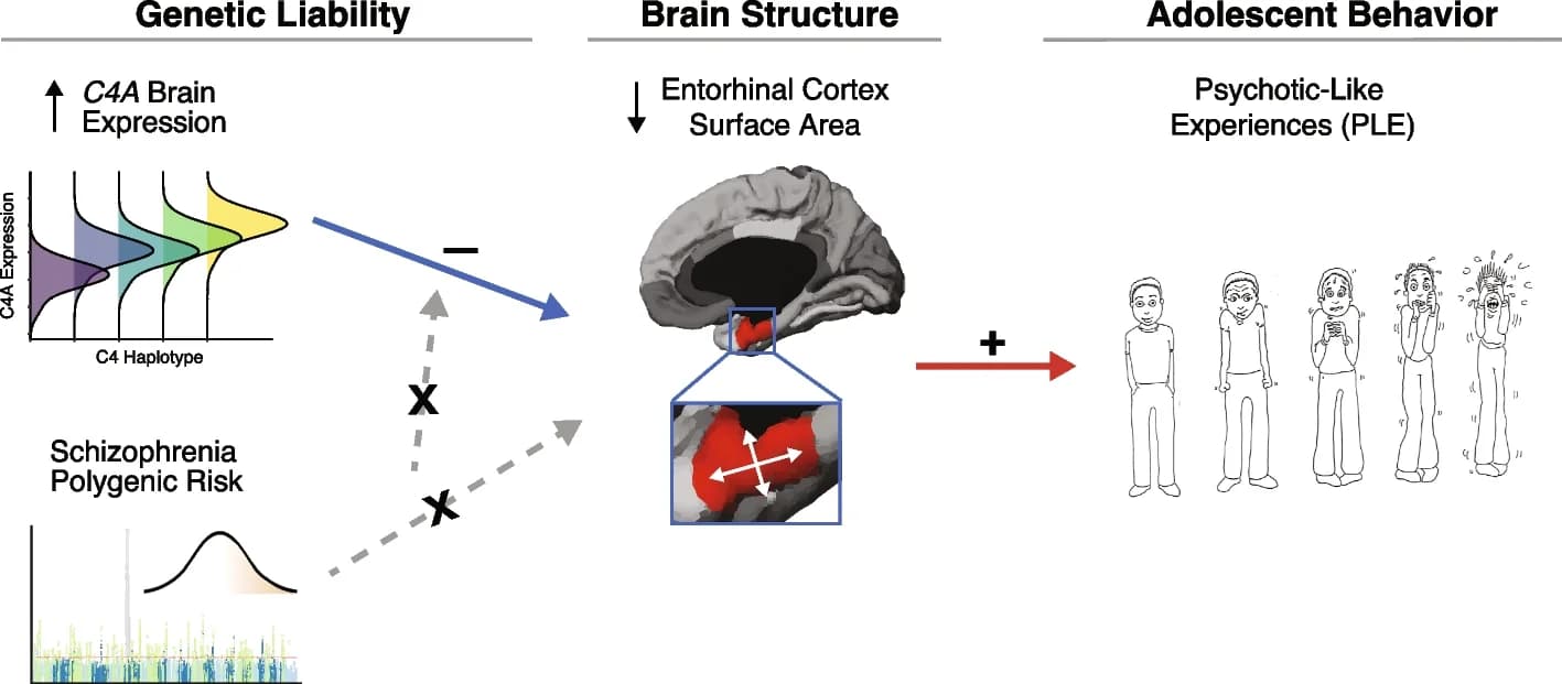 Open access visualization of Illustration, Density Plot, C4A Brain Expression, Childhood Brain Structure, Entorhinal Cortex Volume