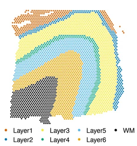 Open access visualization of Geo Map, DLPFC, Layers, White Matter