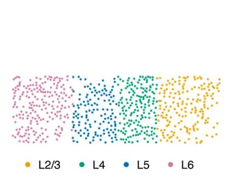 Open access visualization of Scatter Plot, STARmap, Cortical Layers