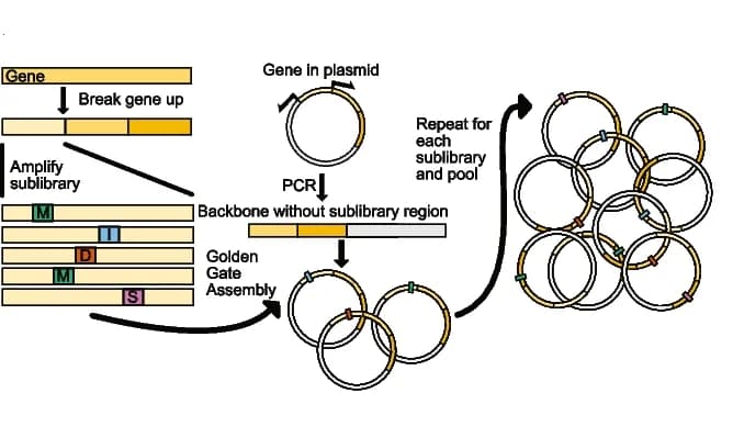Open access visualization of Workflow, Flowchart, Illustration, DIMPLE, Library generation