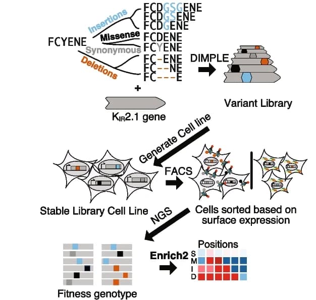 Open access visualization of Workflow, Flowchart, Illustration, Variant Types, Kir2.1 Surface Expression