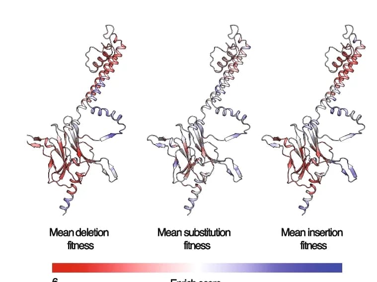 Open access visualization of Protein Structure, Fitness Effects, Deletions, Substitutions, Insertions