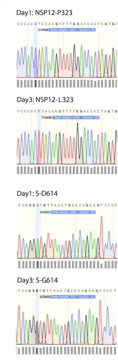 Open access visualization of Line Plot, Density Plot, Sanger Sequence Analysis, Viral Genome Sequence, NSP12