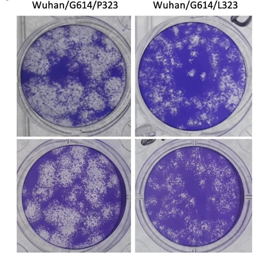 Open access visualization of Microscopy, Plaque Assay, Reverse Genetics, Wuhan-Hu-1, D614G