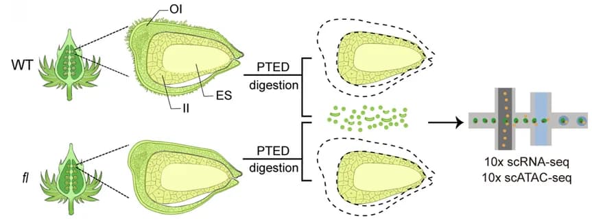 Open access visualization of Workflow, Illustration, Experimental Design, scRNA-seq, scATAC-seq