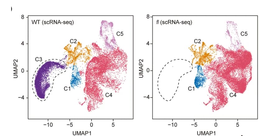 Open access visualization of Scatter Plot, UMAP, scRNA-seq, Cell Clusters