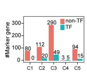 Open access visualization of Bar Plot, Clustered, Marker Genes, scRNA-seq, Transcriptional Factors