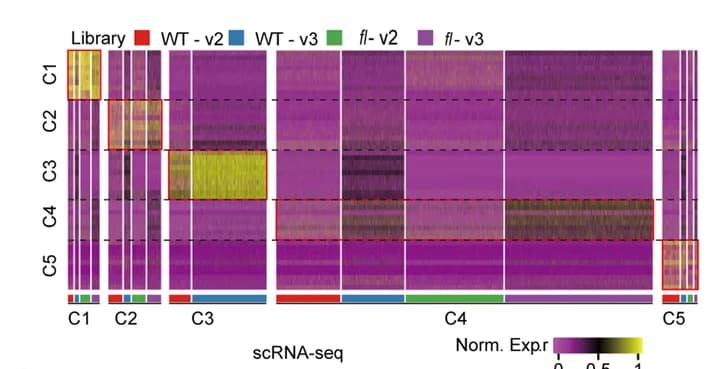 Open access visualization of Heatmap, Clustered, Gene Expression, Marker Genes, Cell Clusters