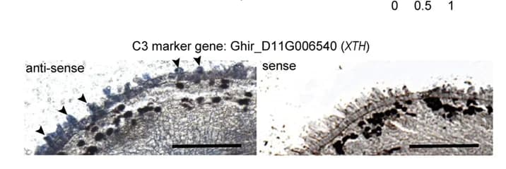 Open access visualization of Microscopy, In situ Hybridization, XTH Gene, RNA Probes, Fiber Cells