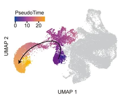 Open access visualization of UMAP, Fiber Cells, Pseudo-time, Monocle3
